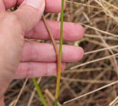 Juncus dubius