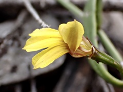 Goodenia varia
