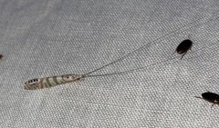 Nectopsyche exquisita