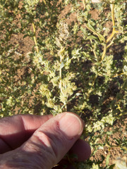 Atriplex elegans