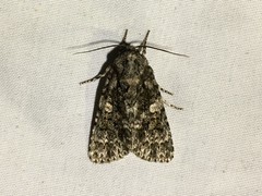 Acronicta brumosa