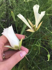 Calochortus catalinae