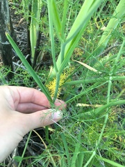 Calochortus catalinae