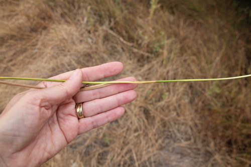 Image of Juncus dubius by (c) Millie Basden, some rights reserved (CC BY)