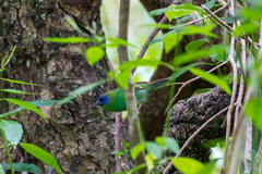 Erythrura trichroa