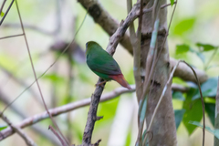 Erythrura trichroa