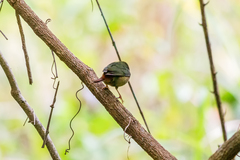 Erythrura trichroa