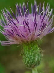 Cirsium carolinianum