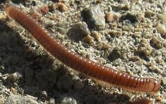 Cylindroiulus punctatus