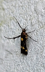 Eretmocera impactella