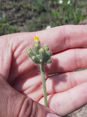 Pilosella echioides