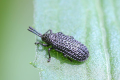 Microrhopala excavata