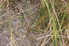 Juncus dubius