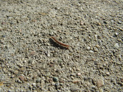 Cylindroiulus punctatus