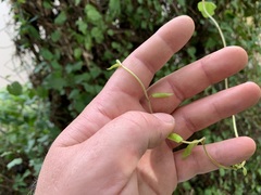 Muehlenbeckia complexa grandifolia
