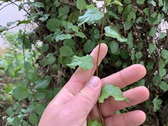 Muehlenbeckia complexa grandifolia