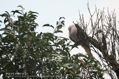Ducula badia