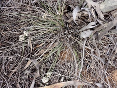 Lomandra leucocephala
