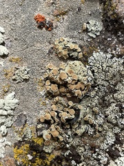 Protoparmeliopsis peltata