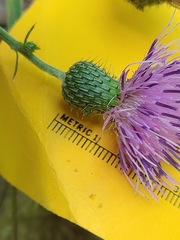 Cirsium carolinianum