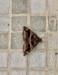 Bastilla arcuata