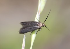 Scythris fuscicomella