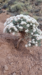 Eriogonum bicolor