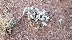 Eriogonum bicolor