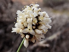 Lomandra leucocephala