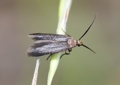 Scythris fuscicomella