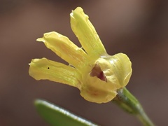 Goodenia varia