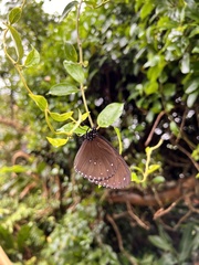 Euploea sylvester swinhoei