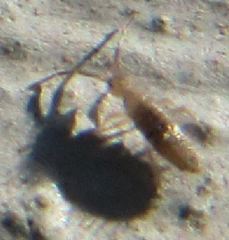 Entomobrya