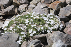 Phlox condensata