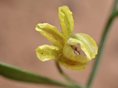 Goodenia varia