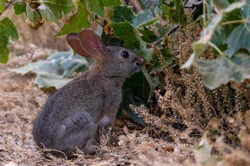iNaturalist observation photo of Brush Rabbit