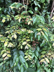 Rubus swinhoei