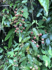 Rubus swinhoei