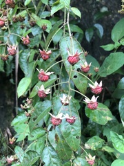 Rubus swinhoei
