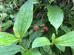 Rubus swinhoei