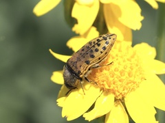 Acmaeodera princeps