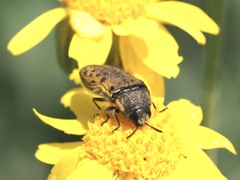 Acmaeodera princeps