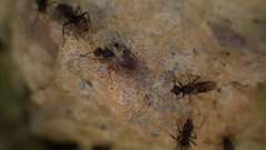 Dolichoderus bispinosus