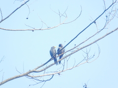 Scissirostrum dubium