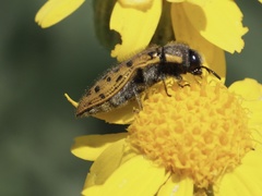 Acmaeodera princeps