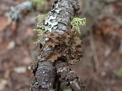 Tuckermanopsis platyphylla
