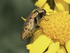 Acmaeodera princeps