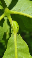 Phylloxera subelliptica