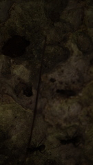 Dolichoderus bispinosus