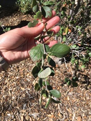 Cercocarpus traskiae